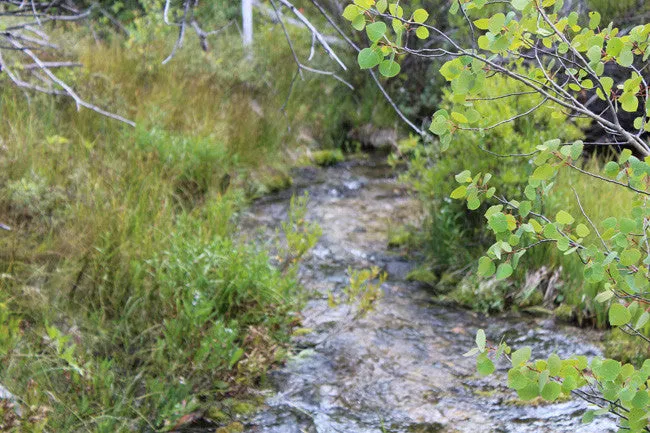CORKY GOLD Placer Mining Claim, Trout Creek, Beaverhead County, Montana